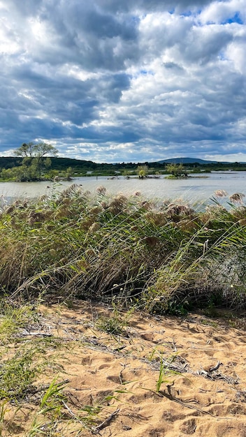 marais vert avec de l'eau stagnante