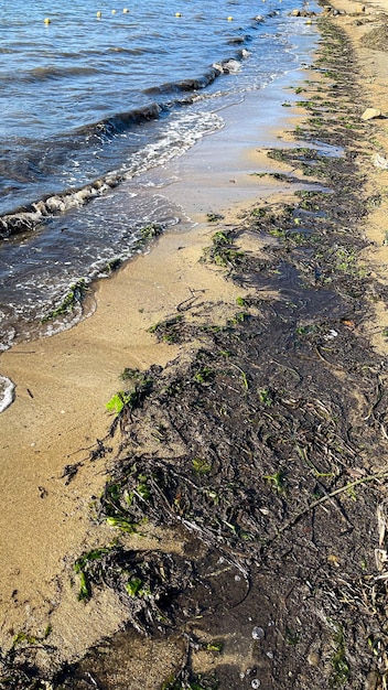 marais vert avec de l'eau stagnante