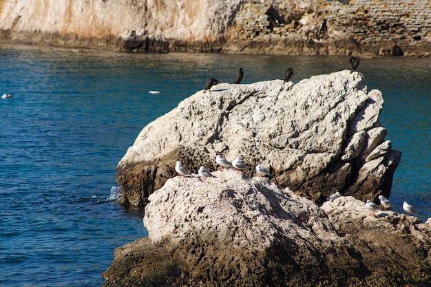 Photo marangoni - cormorans d'europe