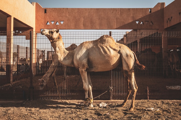 Marché aux chameaux à Al Ain