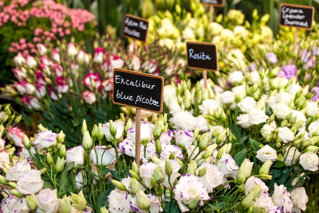 Marché aux fleurs dans la rue. Fleurs