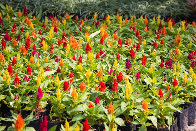 Marché aux fleurs de printemps