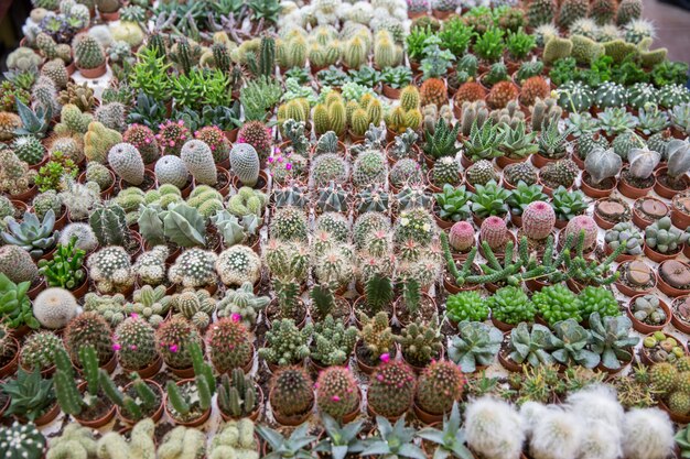 Marché aux fleurs