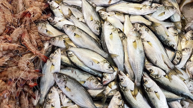 Marché aux fruits de mer et poissons crus. Photo de concept alimentaire.