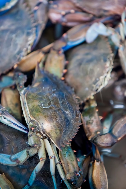 Marché aux poissons