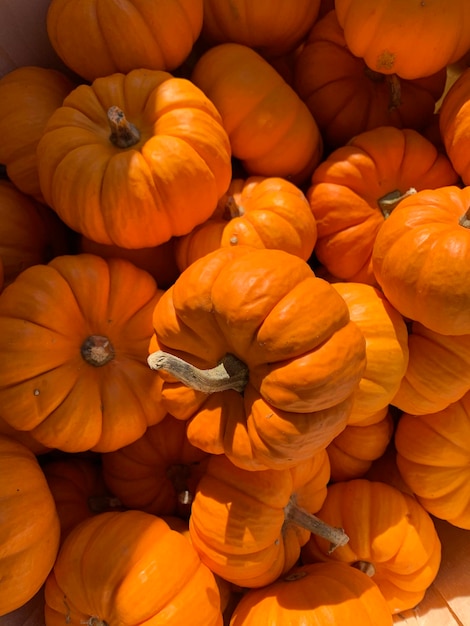 Le marché des citrouilles