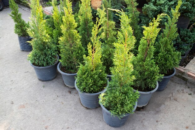 Marché à vendre plante en pot