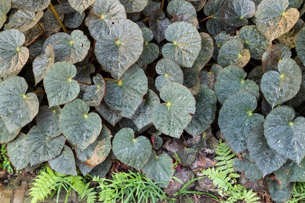 Marché à vendre plante en pot