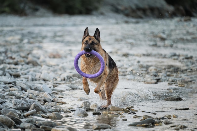 Marcher activement et jouer avec un chien dans l'eau Des éclaboussures volent sous les pattes