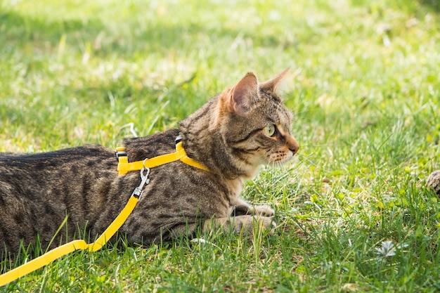 Marcher un chat domestique sur un harnais jaune Le chat tigré a peur de se cacher dans l'herbe verte avec prudence et curiosité Enseigner à votre animal de compagnie à marcher