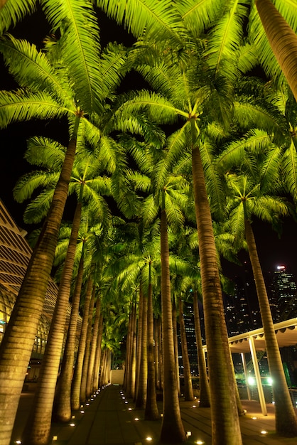 Marcher chemin avec des cocotiers à côté des parcs et en plein air de la marina bay singapour