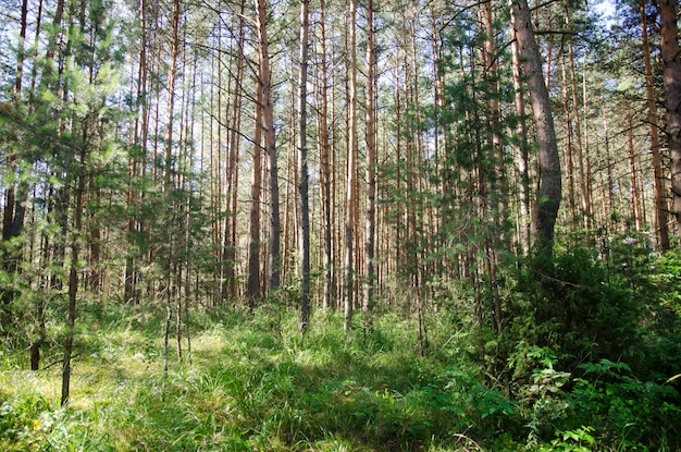 Photo marcher dans la forêt d'été