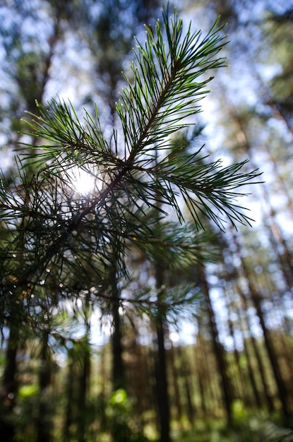 Photo marcher dans la forêt d'été