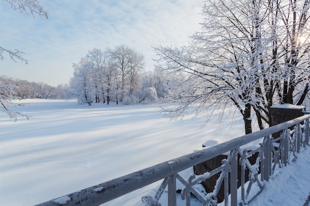 Marcher dans le parc d'hiver sur l'île de Yelagin à Saint-Pétersbourg, en Russie.