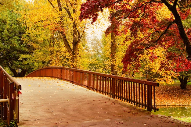 Marcher sur un pont en bois dans un parc d'automne Planks planking Des arbres jaunes en arrière-plan