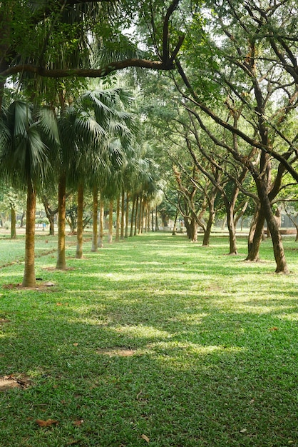 Marcher à travers une belle forêt