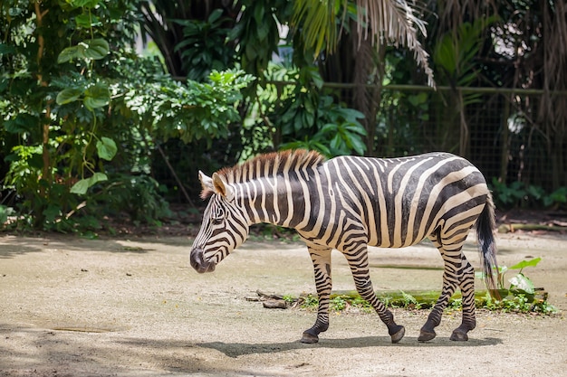 Photo marcher un zèbre au zoo