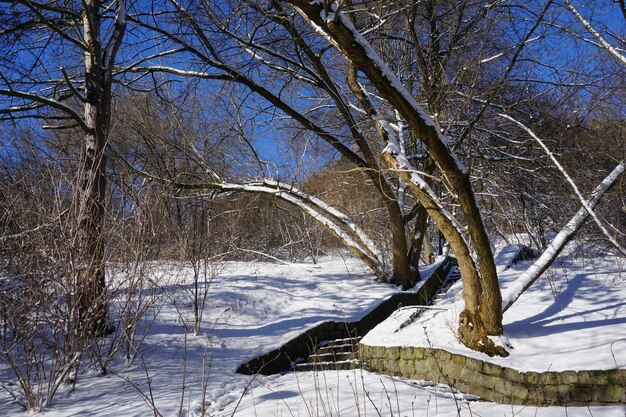 Marches couvertes de neige dans le parc en hiver