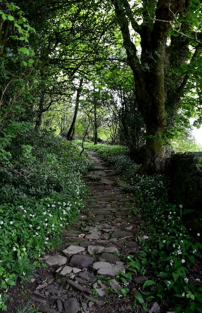 Marches de randonnée en pierre serpentant à travers la forêt