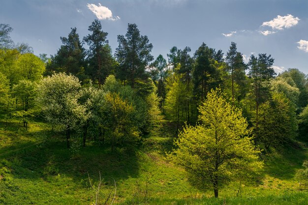 Marchez dans la nature. Beau temps pour voyager à l'extérieur. Paysage. Zone parc