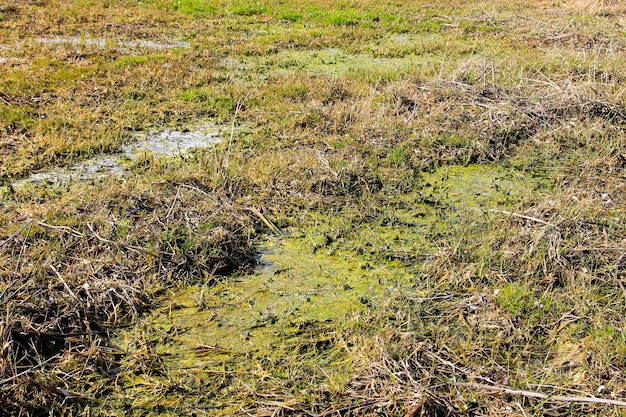 Marécage avec algues dans les eaux stagnantes