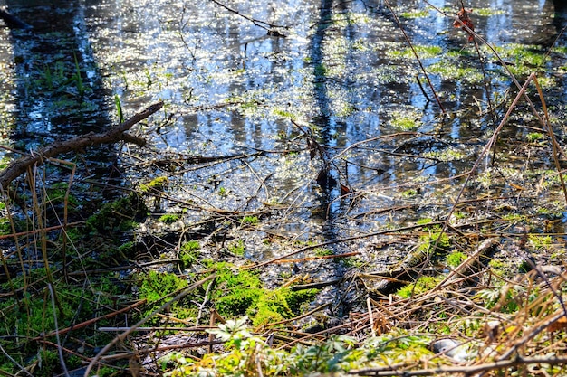 Marécage en forêt