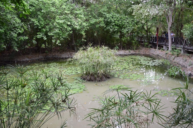 Marécage avec végétation dans l'eau dans le parc historique de Guayaquil Equateur