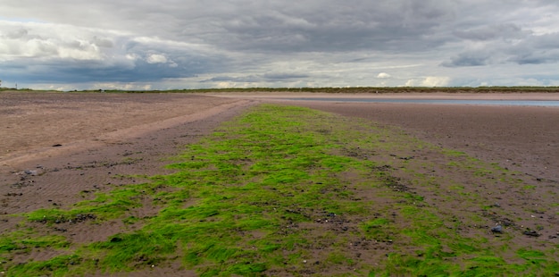 Marée basse aux algues