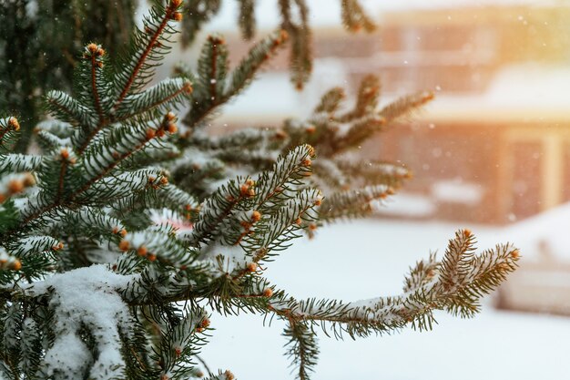 marée hivernale, de petits cristaux de glace blanche se forment au sol