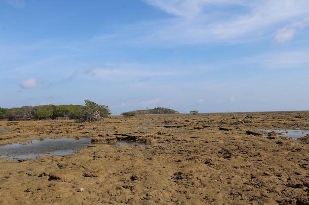 Marée marine dans les forêts de mangroves en Indonésie