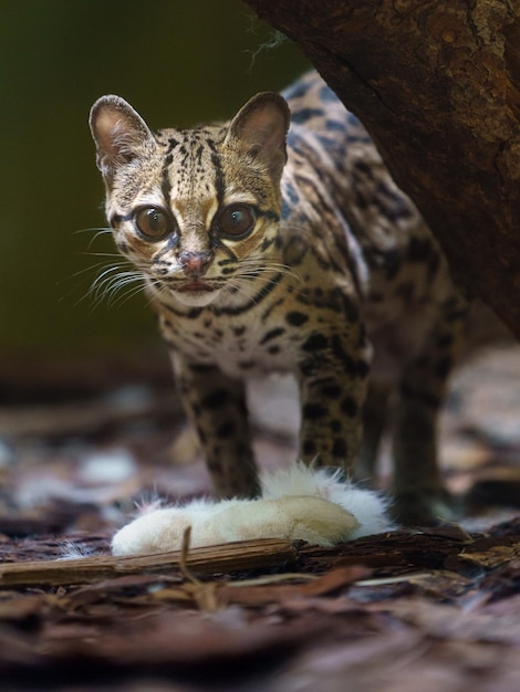 Margay