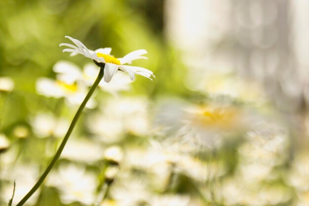 Photo margerite en gros plan