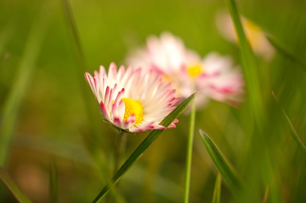 Marguerite avec beaucoup de bokeh sur un pré Fleurs l'une derrière l'autre en vue du sol