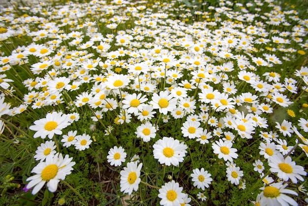 Marguerite blanche sur champ vert. Jardin de printemps.