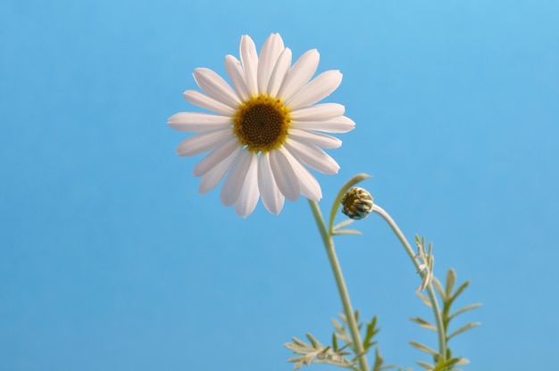 Marguerite blanche contre un ciel