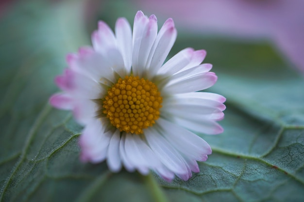 marguerite blanche dans le jardin dans la nature