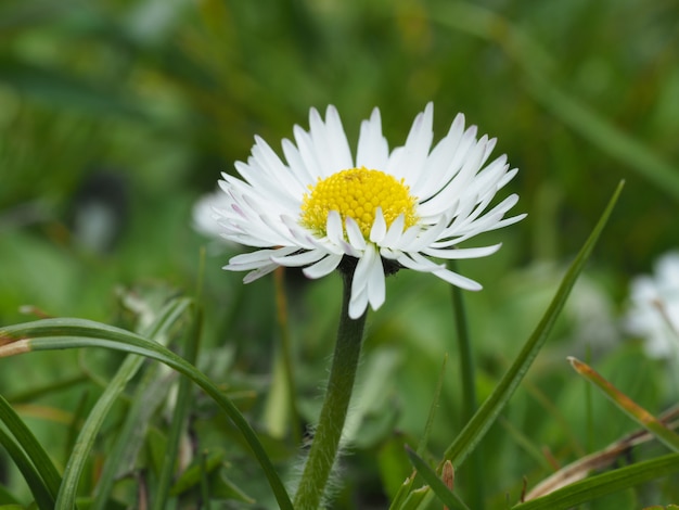 Marguerite blanche fleur bouchent sur un fond d'herbe verte