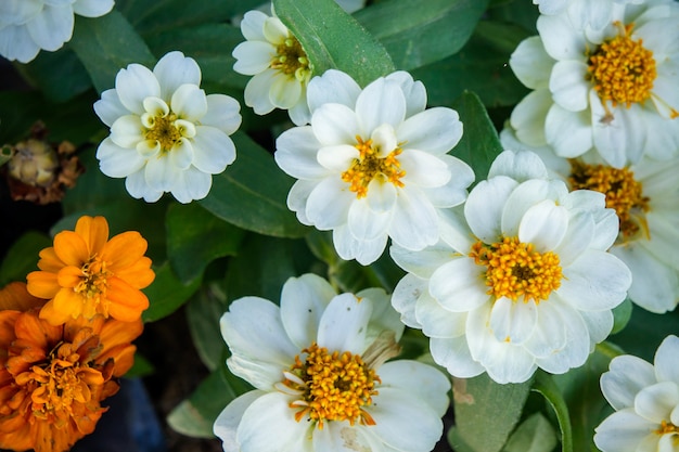 Photo marguerite blanche fleurs nature fond de jardin