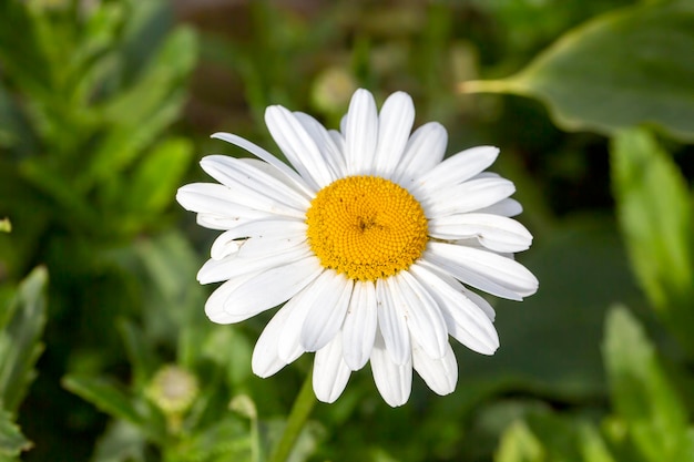 marguerite blanche; nom scientifique; maximum de chrysanthème