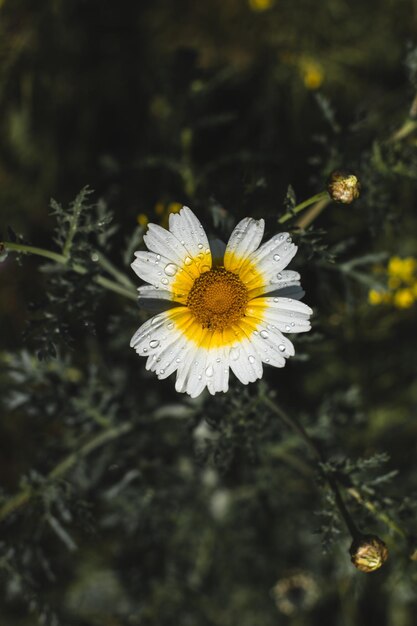 une marguerite blanche avec des pétales jaunes et blancs est dans l'herbe