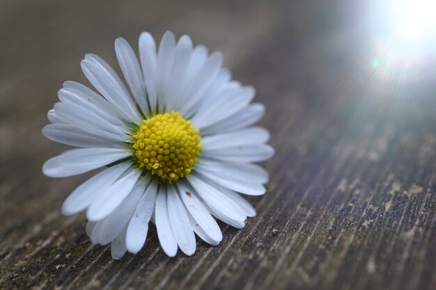 Marguerite blanche plante en été dans la nature