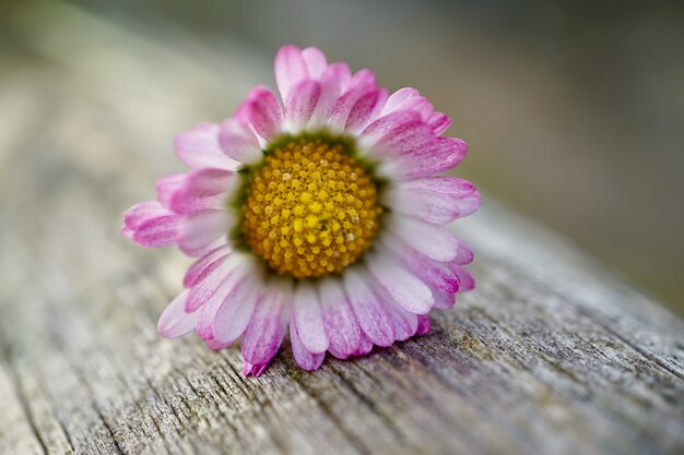 marguerite blanche romantique dans la nature