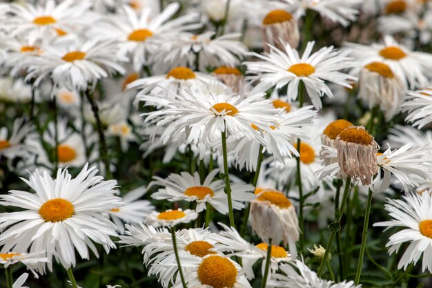 Marguerite blanche shasta