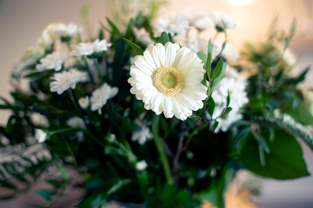 Marguerite blanche en vase close-up, intérieur du printemps avec diverses feuilles vertes