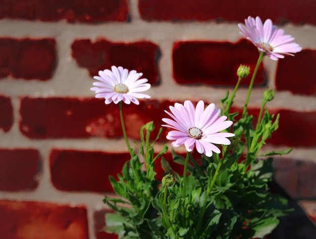 Photo marguerite de bornholm