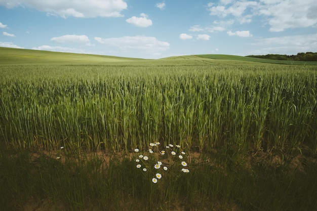 Une marguerite sur un champ de blé