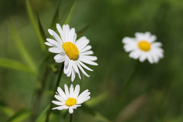 Marguerite des champs. Fleur blanche en été.