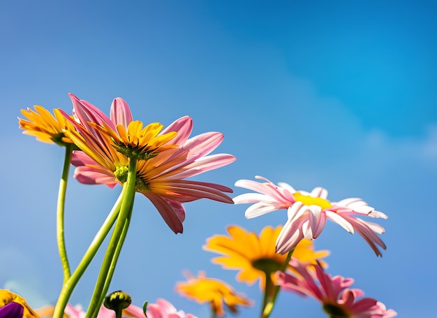 Une marguerite colorée sous la lumière du soleil du ciel bleu