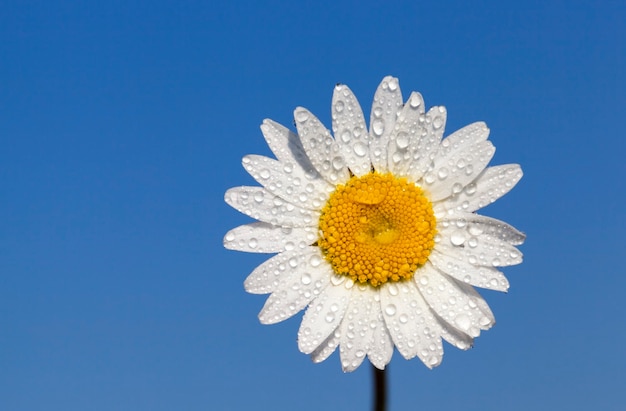 Une marguerite contre le ciel bleu, entièrement recouverte de gouttes d'eau de la pluie qui tombe