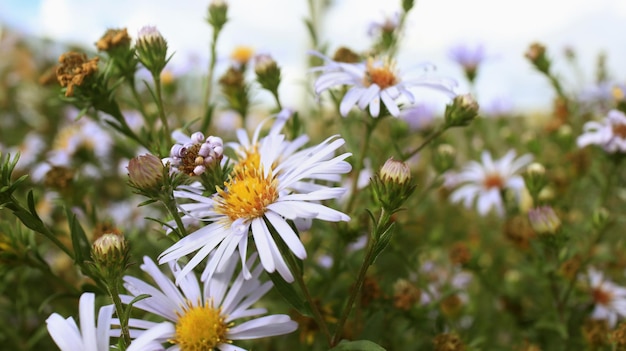 Marguerite dans le pré